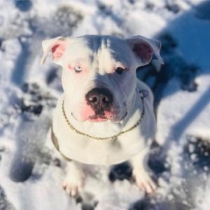 Meet your Posher, Adonis